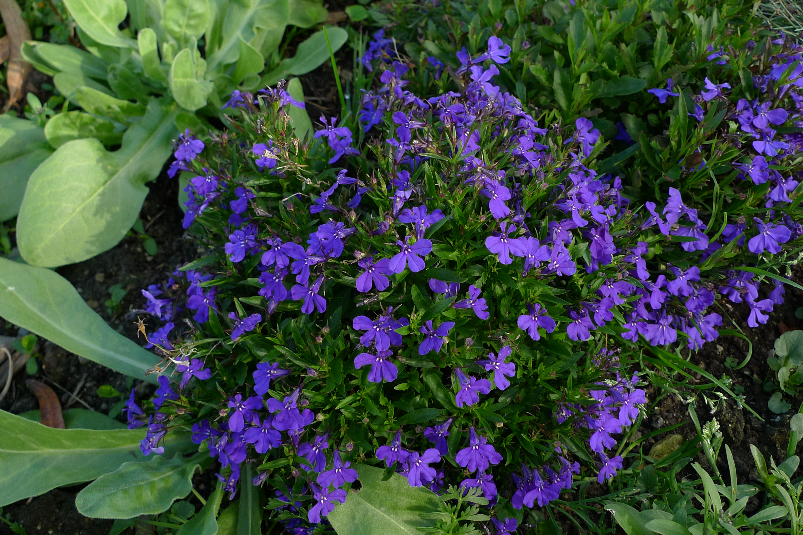 Lobelia erinu
